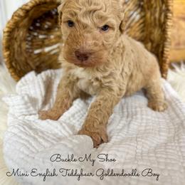 Buckle My Shoe - Apricot male Goldendoodle puppy in Grove, Oklahoma from Guinn Family Farms