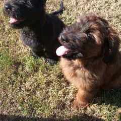 Briard Puppies from Sendero Briards