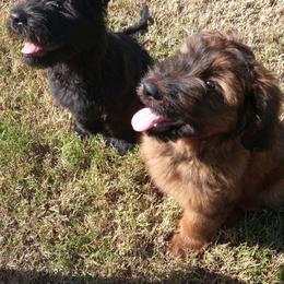 Briard Puppies from Sendero Briards