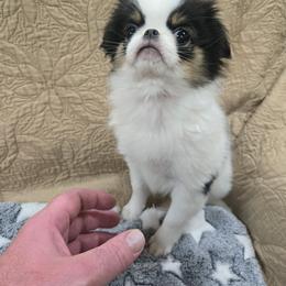 Lyle - Black tan and white male Japanese Chin puppy in Salem, Oregon from Chinnychinchinofsalem