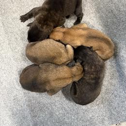N-Female 5 - Yellow female Dutch Shepherd puppy in Alum Creek, West Virginia from Stay Wild K9