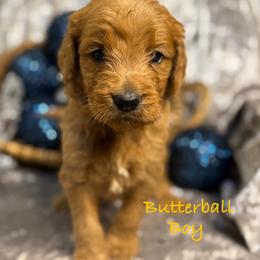 Butterball - Red  male Goldendoodle puppy in Rockville, Minnesota from Bracha Poodles & Doodles