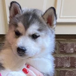 Girl 2-Pink Collar - Gray and white Siberian Husky puppy in Atlanta, Georgia from Halo Siberians & Shiba Inu