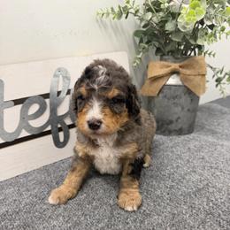 Ginger - Merle male Bernedoodle puppy in Hegins, Pennsylvania from Bubbling Springs Doodles, LLC