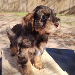 Gabriel - Liver female Miniature Schnauzer puppy in Diana, Texas from Happy Pawz Schnauzers