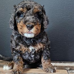 Gummy Bear - Tri-color female Bernedoodle puppy in Decatur, Georgia from So Adoodable