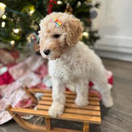 Hot Brown - Cream female Goldendoodle puppy in Camden, North Carolina from Oopsie Doodles of NC