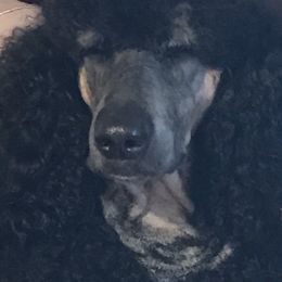 Poodles from ShowMe Standard Poodles