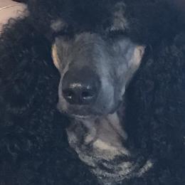 Poodles from ShowMe Standard Poodles