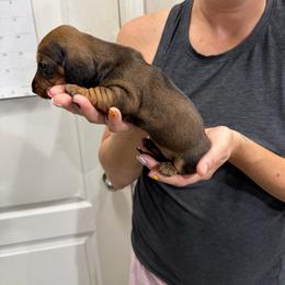 Chocolate and tan little girl - Chocolate and tan female Dachshund puppy in Eustis, Florida from Branton Family Dachshunds