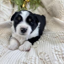 Smooch - Black tri female Miniature American Shepherd puppy in Henrietta, New York from Morning Glory Minis