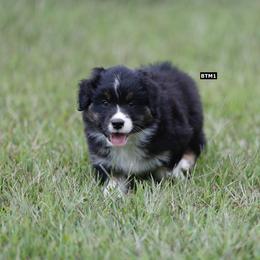 BTM1 - Black tri-color male Australian Shepherd puppy in Warm Springs, Georgia from Out West Aussies