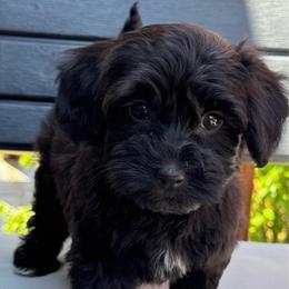 Houston - Black male Havapoo puppy in Loveland, Colorado from Littledoodles2love