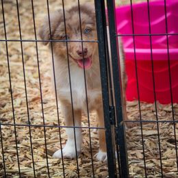 Diego - Australian Shepherd puppy in Coldwater, Michigan from Northern Star Australian Shepherds