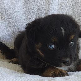 Miniature American Shepherd Puppies from Little Creek Minis and Standards
