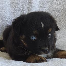 Miniature American Shepherd Puppies from Little Creek Minis and Standards