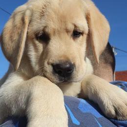 Labrador Retriever Puppies from Archer Lodge Labradors