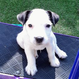 Jack Russell Terrier and Labrador Retriever Puppies from Julsby Labradors and Jack Russell Terriers