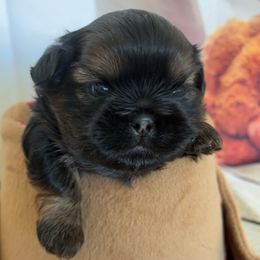 Tucker - Black and tan male Shih Tzu puppy in Claremont, California from Lovable Shih Tzus