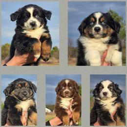 Miniature Australian Shepherd puppies from Amy & Dan's Awesome Aussies