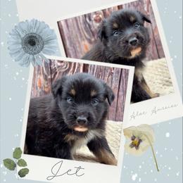 Jet - Black male Companion Cross puppy in Artois, California from Aloe Aussies