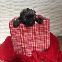 Teal (Ivy) - Brindle female Bouvier des Flandres puppy in Ashtabula, Ohio from Beulah Bouviers and Havanese