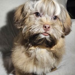 Shih Tzu Puppies from Adrianas Beautiful Shitzu’s