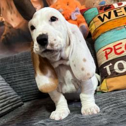 Olaf - Red and white male Basset Hound puppy in Pilot Mtn, North Carolina from Lowdown Love Basset Hounds