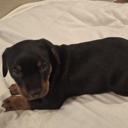 Diamond - Black female German Pinscher puppy in Lancaster, California from Renlim German Pinschers