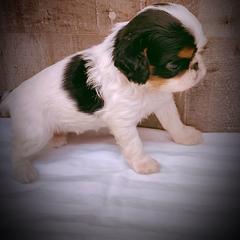 English Toy Spaniel Puppies from Skyline