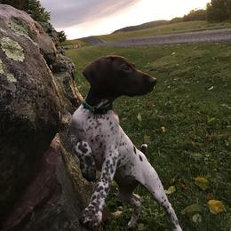 German Shorthaired Pointer Puppies from Thunder Mountain Gun Dogs