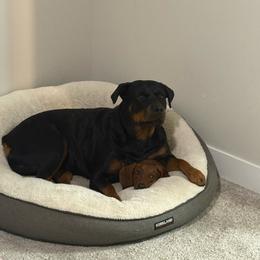 Rottweiler puppies from Woolley Darlings