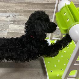 Poodles from Christina Martin