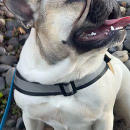 Fonda - White and fawn French Bulldog puppy in Oregon from Amanda Kreeft