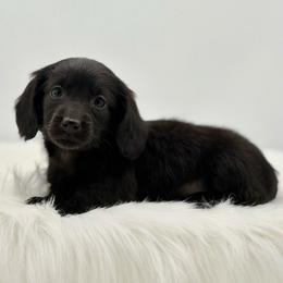 Gisele - Black female Dachshund puppy in Litchfield, Illinois from Charmm Dachshunds