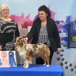 Miniature American Shepherd and Miniature Australian Shepherd All Grown Up from Taylor Made Aussies  & Taylor Made Miniature American Shepherd