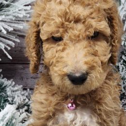 Samwell - Cream Poodle puppy in Selinsgrove, Pennsylvania from Poodle Paws and Puppies