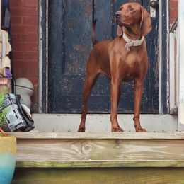 Redbone Coonhound Puppies from Reedy Creek Redbones