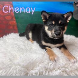 Chenay - purple collar - Black and tan female Shiba Inu puppy in Inverness, Florida from Shore Thing Shiba’s