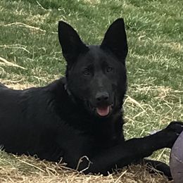 Raven - German Shepherd