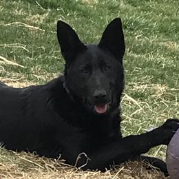 Raven - German Shepherd