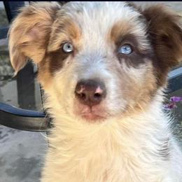 Aussiedoodle and Miniature Australian Shepherd Puppies from Kiely Krest Aussies & Doodles