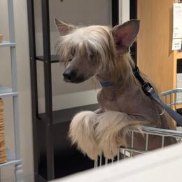 DaoDog  Negroni  Newest Taste - Sable male Chinese Crested puppy in Highland Park, Michigan from Family Kennel Dao Dog