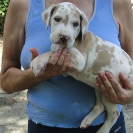 Sunshine - Harlequin female Great Dane puppy in Glenville, New York from Red Oak Farm and Kennel