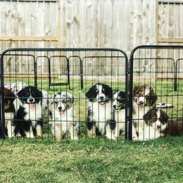 Australian Shepherd Puppies from Boise Aussie Paws