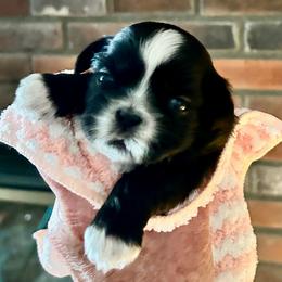 Kiki - Black and white female Shih Tzu puppy in Victorville, California from Precioustzus