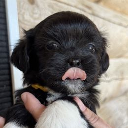 Sunflower - Black Lhasa Apso puppy in Middleburgh, New York from Top Knotch