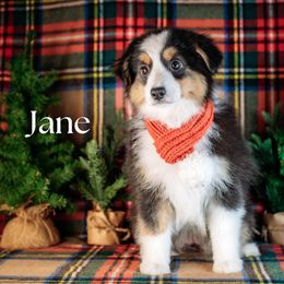 JANE - Black tri female Miniature American Shepherd puppy in Puyallup, Washington from TRAILS END (FERGI’S) GEMINI