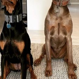 Doberman Pinscher All Grown Up from Rebecca Banderas