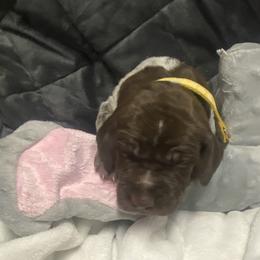 Puppy 5 yellow Reserved - Liver and white female German Shorthaired Pointer puppy in Hardeman County, Tennessee from Howell Farm GSP